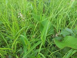 Image result for Zygotritonia atropurpurea