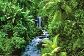 Rainforest Waterfall Art Poster Print Waterfall Art Rainforest Poster Prints