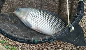 Trik Mancing Ikan Mas Babon Harian Galatama Dan Lomba Di 2020 Babon Ikan Mas Ikan