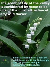 Lily Of The Valley Fascinating Fact Lily Of The Valley Flower Quotes Pretty Flowers