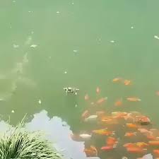 Credit Card Tumblr All Credit To Aquarium Fans On As The Owner Of This Content Animales Adorables Videos Divertidos De Animales Animales Interesantes