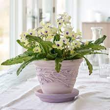 Pin On Flowers Indoors