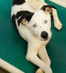 Founddog Bowlinggreen Ky 4 Month Old Male Has Been In The Shelter Two Months Bowling Green Warren County Hu Losing A Dog Black And White Dog Humane Society