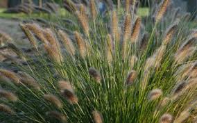 Ons aanbod van pennisetum siergrassen. Pennisetum Lampenputzergras