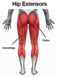 Learn vocabulary, terms and more with flashcards, games and other study tools. The Knee Hip Connection Muscles And Movement