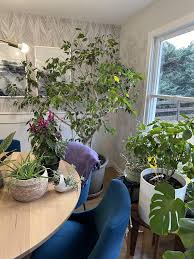Image result for ficus benjamina en casa