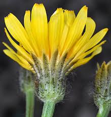 Image result for Crepis newii
