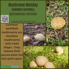 Image result for Scleroderma aurantium