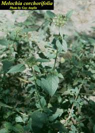 Image result for Melochia melissifolia