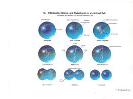 (interphase, prophase, metaphase, anaphase, telophase). Interphase Mitosis Cytokinesis Animal Cell Animal Cell Mitosis Biology