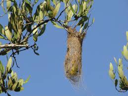 Image result for Nidorella burundiensis