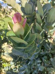 Image result for Syzygium cordatum