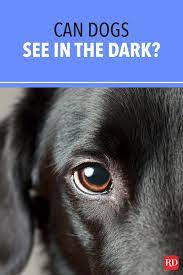 Can Dogs See In The Dark Dogs Puppy Breath Dog Eyes
