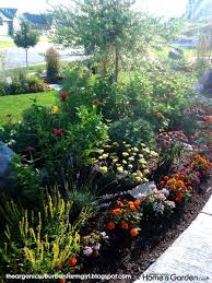 Gardening In Utah Arrow Marigolds Lavender Bee Balm Echinacea Chamomille Calendula Cosmos Chrysanthemums D Plants Companion Planting Lawn And Garden
