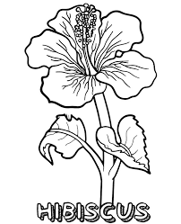 Kizicolor.com provides a large diversity of free printable coloring pages for kids, available in over 16 languages, coloring sheets, free colouring book, illustrations, printable pictures, clipart, black and white pictures, line art and drawings.all of the rights belong to their respective owners. Hibiscus Flower Coloring Sheet To Download