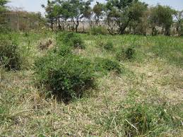 Image result for Sesbania keniensis