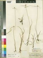 Image result for Kyllinga appendiculata