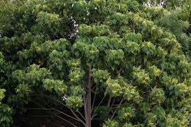 Image result for Macaranga mellifera