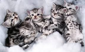 American Shorthair Black And Grey Cat Five Fun Facts And Reasons To Be Thankful For The American Shorthair Cat Kittentoob American Shorthair Cat American Shorthair Kitten Silver Tabby Kitten