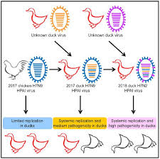 However, some bird flu viruses have spread from birds to humans and have caused illness in bird flu is an infection caused by influenza (flu) virus. New Bird Flu Viruses In Ducks After Vaccines Largely Prevented H7n9 In Chickens Eurekalert Science News