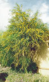 Image result for Acacia arenaria