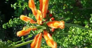Image result for Leonotis grandis