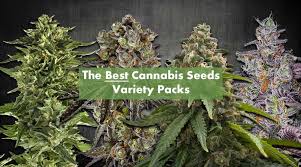 Crop king seeds has been in the marijuana seed bank business for over 15 years selling marijuana seeds to customers around the world. The Best Cannabis Seeds Variety Packs To Buy Online 10buds