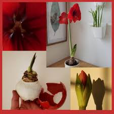 How long do wax dipped flowers last. Make Waxed Amaryllis Bulbs Flower Longer Home Grown Fun