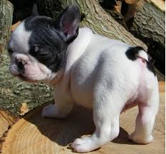 Bouledogue or bouledogue français) is a breed of domestic dog, bred to be companion dogs. French Bulldogs For Sale In Iowa Petfinder