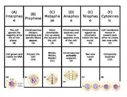 Mitosis And Cell Cycle Card Sort Activity Cards Mat And Key Sorting Cards Cell Cycle Activity Cards