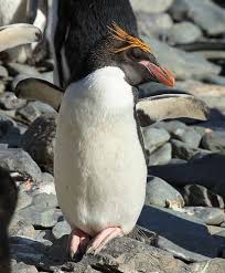 They keep the same mate for many years. Macaroni Penguin Basking In The Sun Animal Facts Animal Facts Interesting Macaroni Penguin