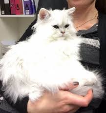 Kedi Bakiciligi Hakkinda Merak Edilenler
