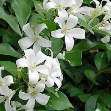 Image result for Murraya paniculata