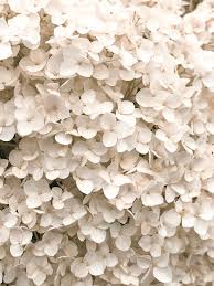 The Euhemerist Organize Your Dream Life The Euhemerist Creating My Dream Life Learning Along The Way Flower Aesthetic Cream Aesthetic Beige Aesthetic