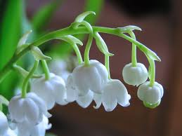 Beautiful whatsapp dp flower images. World S Top 100 Beautiful Flowers Images Wallpaper Photos Free Download