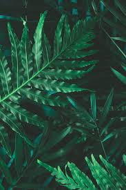 We did not find results for: Nature Wallpaper Aesthetic Green Background