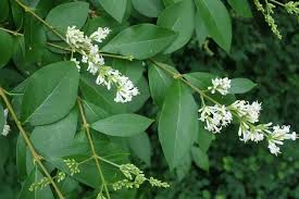 Image result for ligustrum ovalifolium