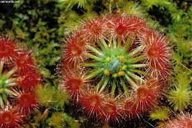 Image result for Drosera pilosa