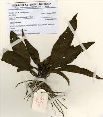 Image result for Diplolophium africanum