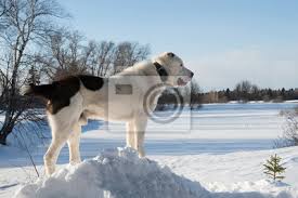 Der zentralasiatische owtscharka ist ein in deutschland relativ unbekannter hund.ursprünglich findet er seine verbreitung in den zentralasiatischen republiken kasachstan, kirgisistan, tadschikistan, usbekistan, afghanistan, turkmenistan und der mongolei. Alabai Hund Leinwandbilder Bilder Ein Windhund Erzielen Myloview De