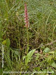 Image result for Satyrium macrophyllum
