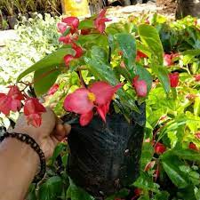 Tanaman hias bunga yang cantik untuk indoor dan outdoor. Jual Tanaman Hias Gantung Begonia Bunga Merah Behunia Tanaman Bunga Shopee Indonesia