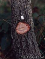 Image result for Grewia mollis