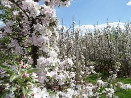 Wann genau die apfelblüte tatsächlich beginnt, hängt von der strenge des winters ab. Apfelblute Bozen Und Umgebung Sudtiroler Weinstrasse