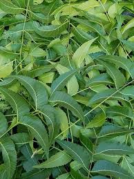 Image result for Azadirachta indica