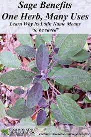 Sage Benefits One Herb Many Uses Sage Benefits Herbalism Planting Herbs
