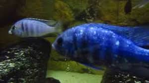 Placidochromis electra deep water enviamos a todas las regiones sábado y domingo de 11:00 a 20:00 hrs. Malawi Guru De Placidochromis Electra