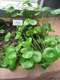Image result for Hydrocotyle bonariensis