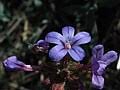 Image result for Plumbago ituriensis