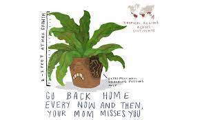 Birds Nest Fern How To Grow And Care For Asplenium Species Epic Gardening Bird Nest Fern Ferns Care Ferns